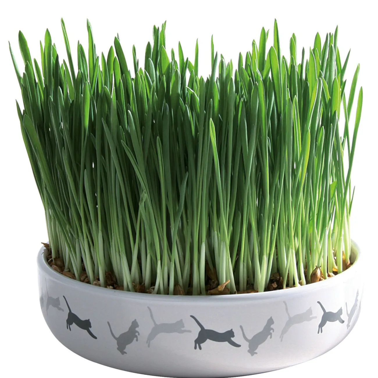 TRIXIE Trixie Katzensnacks | Trixie Cat Activity- Keramikschale für Katzengras inkl. Saat weiss